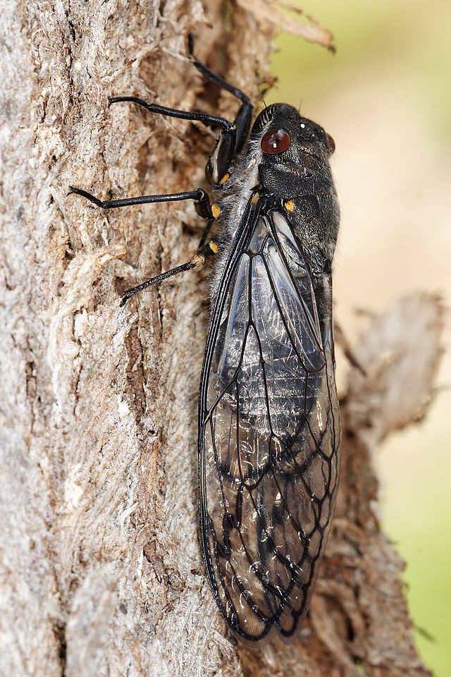 cicada