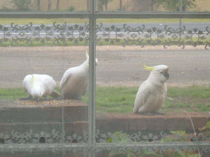Yellow Crested White cockatoos