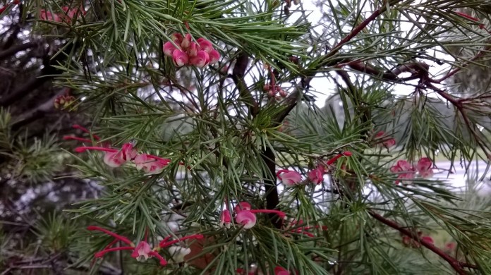 Roadside Grevillea