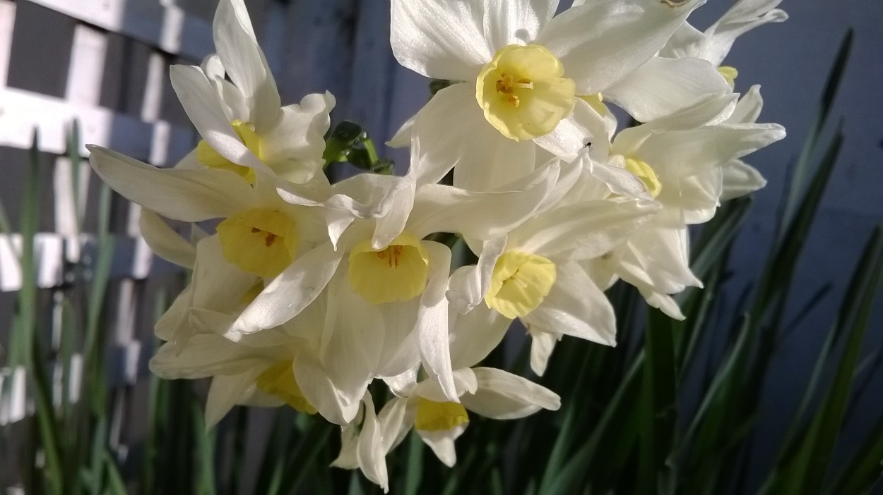 jonquils