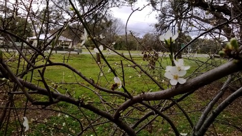 Bee on Hawthorn Blossom