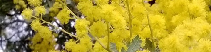 cropped-cropped-wattle1.jpg