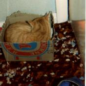 ginger1