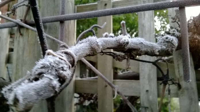 icy grapevine