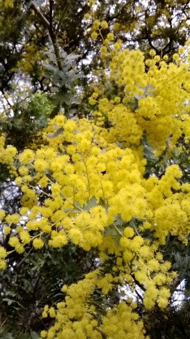 wattle
