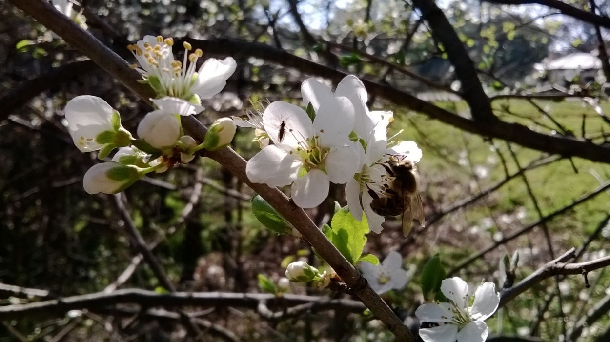 bees on hawthorn blossom