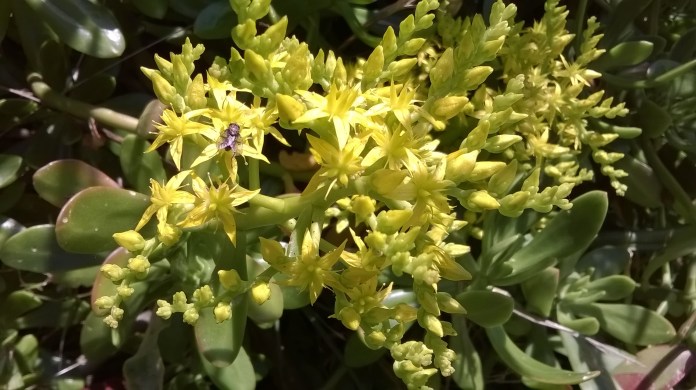 Fly on succulent flower