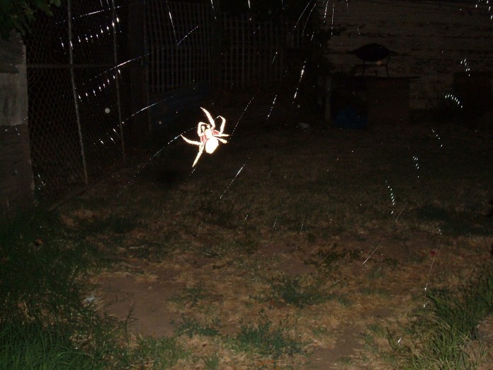 spider night