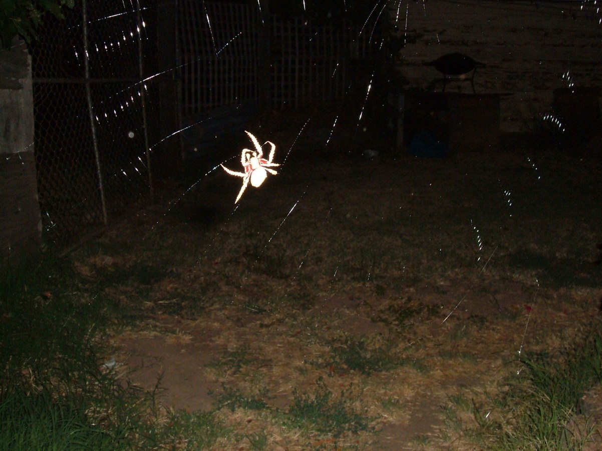 spider night