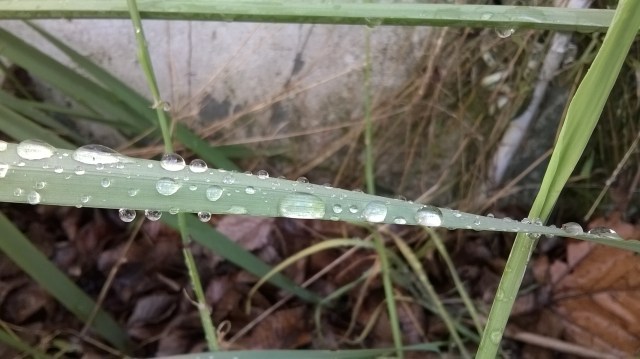 grassy raindrops