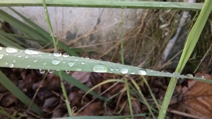 grassy raindrops