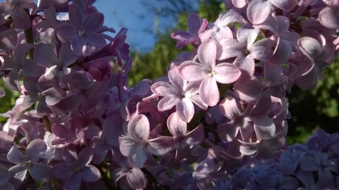 lilac