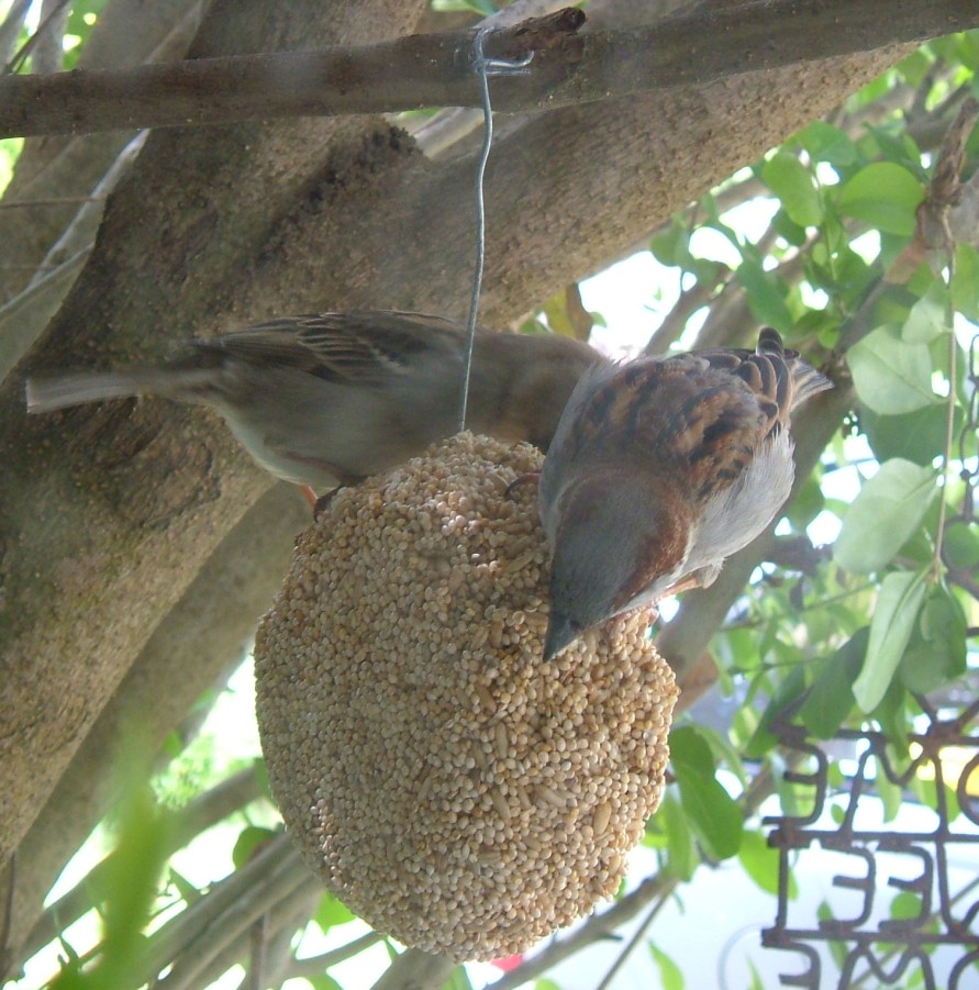 House Sparrows outside my kitchen window