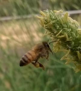 beesgrassfly2