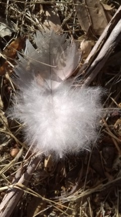 feather
