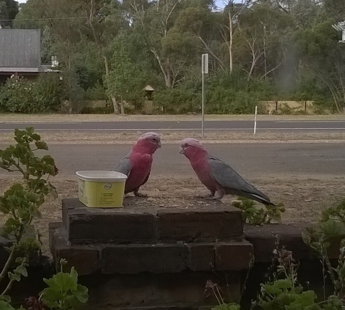 galahs