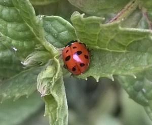 ladybug in the mint