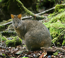Not to be confused with our pademelon! Picture from Wikipedia.
