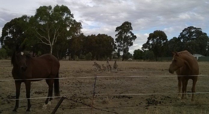 Horses and kangaroos