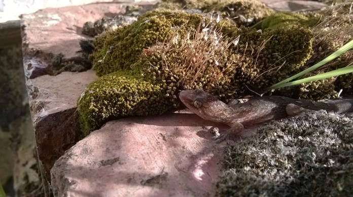Gecko, moss, and grass and the old brick fence.