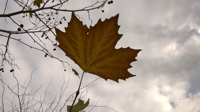 autumn leaf