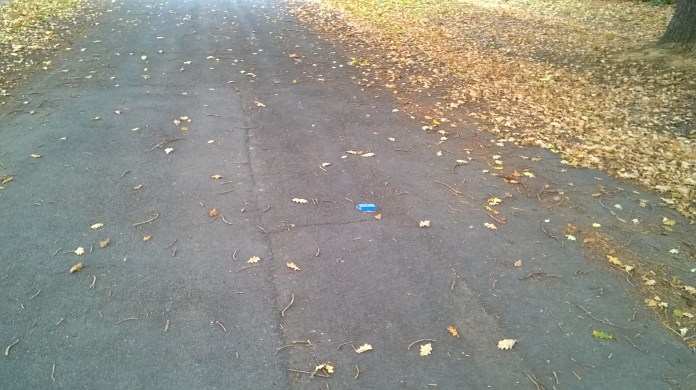 golden leaves line the road under the oak