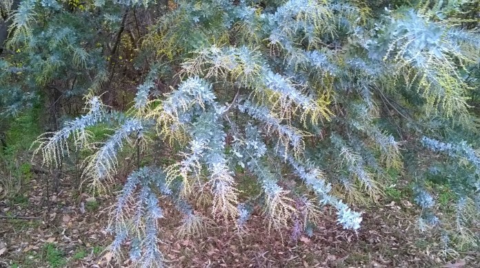 this wattle tree is bursting with yellow buds