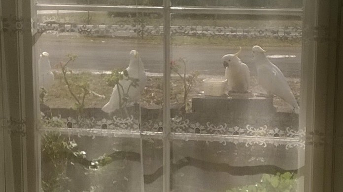 There was a fifth one, but it flew up into the tree.