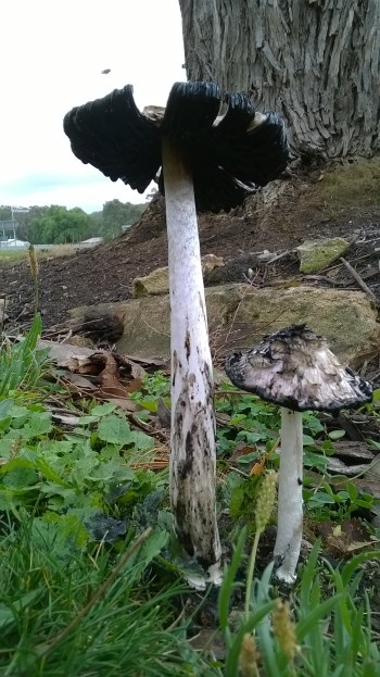 Bedraggled and discoloured by the rain