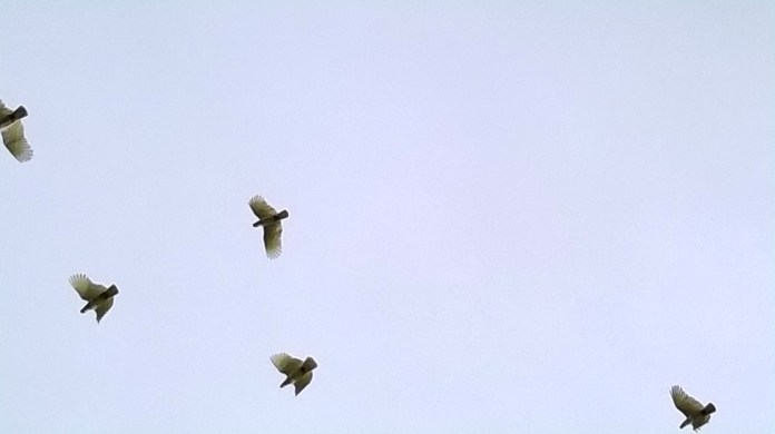 screeching cockatoos ovehead