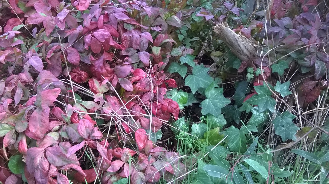 and for something different - a wild spot in my garden 