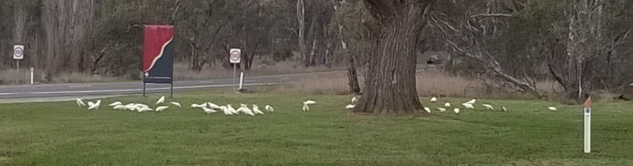Digging up onion weed bulbs