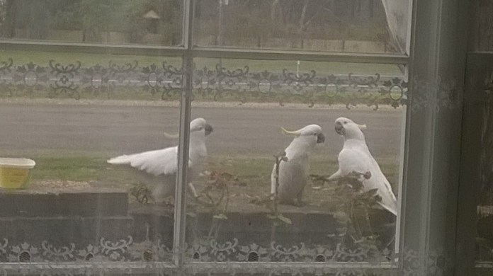 this one is from the other day when the cockies were bossing each other about