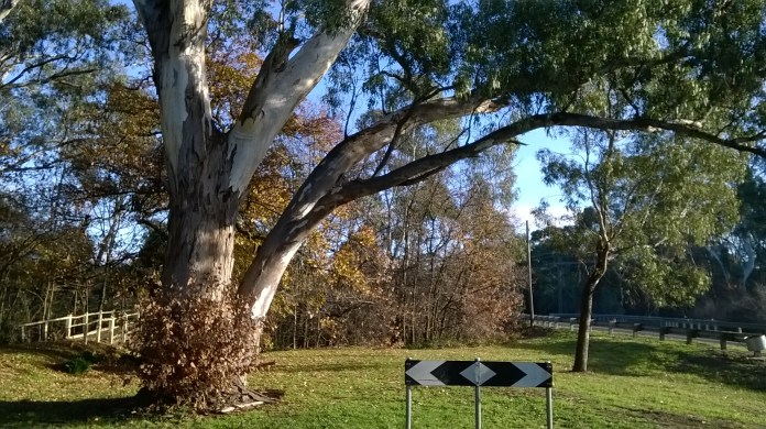 the leaf cover on the trees by the dry creek is almost gone, soon it will only be the evergreens, the belladonna lilies are sprouting as expected