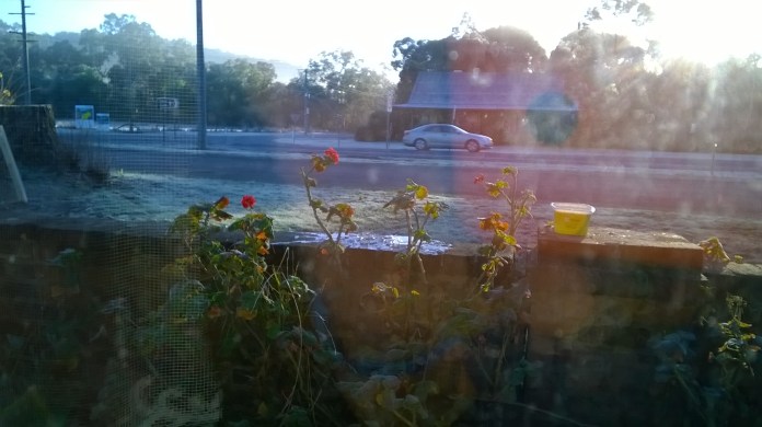 frosty morn 21june15c