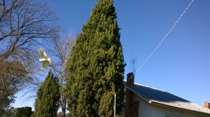 This one carried the seed pod with him.