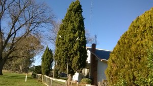 cockies positioned so they could see the kitchen door - eating cyprus seeds