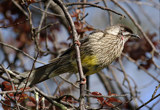 Red Wattlebird