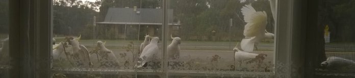 Sulphur-crested cockatoos on my front fence