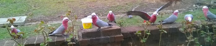 galahs2