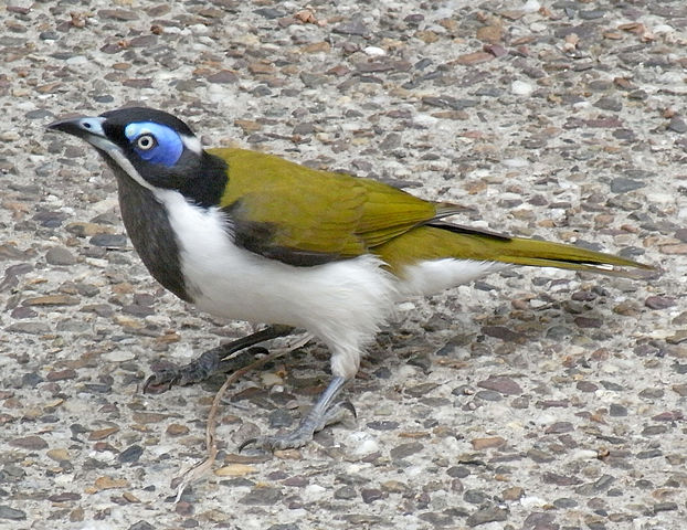 622px-Blue-Faced_Honeyeater_Ground