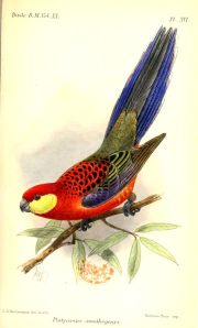 800px-PlatycercusXanthogenysKeulemans