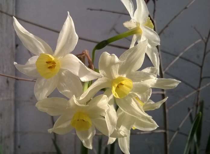 aug2015 nokia520jonquils2