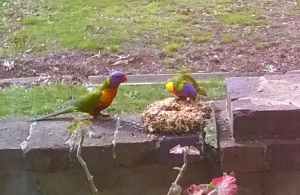 lorikeets