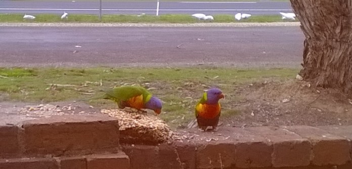 lorikeets