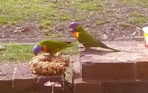 lorikeets2