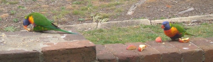 Lorikeets on my front fence