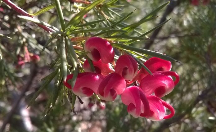 2015sept01grevillea2