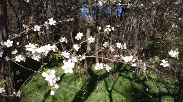 Down by the footbridge, the hawthorns are in flower.