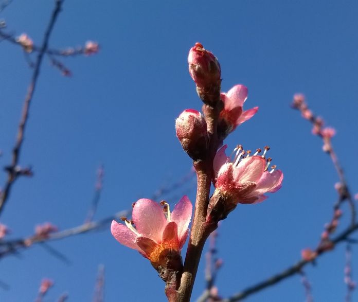 Gorgeous peach blossom leaning over my fence. 